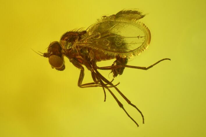Detailed Fossil Fly (Dolichopodidae) In Baltic Amber #166237
